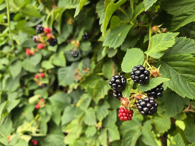 berries